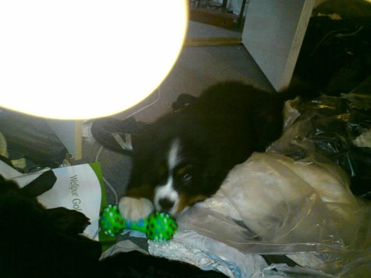 Berner sennenhund prop billede 4