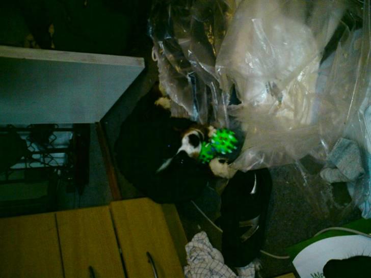 Berner sennenhund prop billede 5