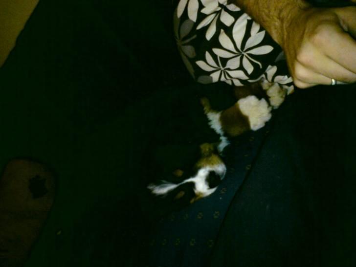 Berner sennenhund prop billede 6