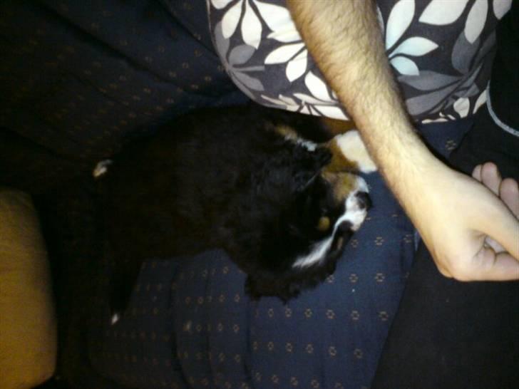 Berner sennenhund prop billede 7