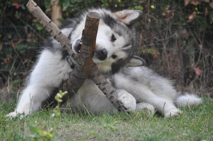 Alaskan malamute Cisco (R.I.P.) billede 6