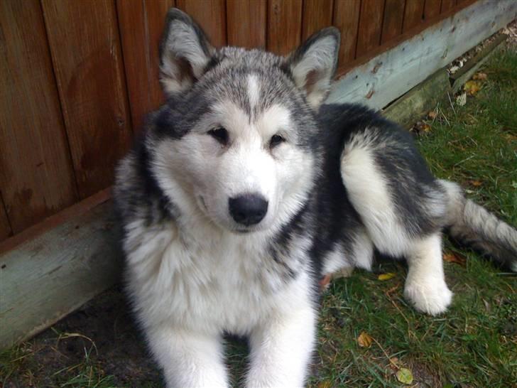 Alaskan malamute Cisco (R.I.P.) - Cisco 20 uger billede 7