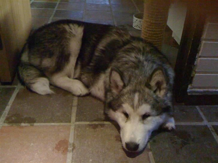 Alaskan malamute Cisco (R.I.P.) - Hvornår er min aftensmad klar? billede 8