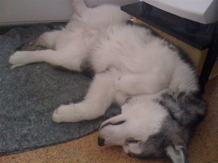Alaskan malamute Cisco (R.I.P.) - Lørdag morgen og vi skal ikke tidligt op - jubii :-) billede 9