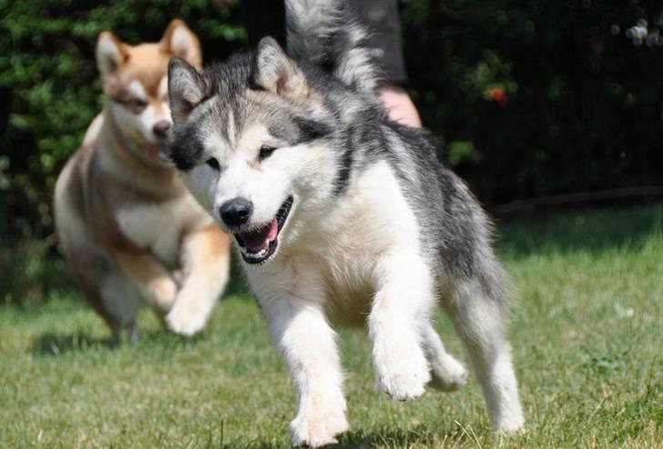 Alaskan malamute Cisco (R.I.P.) billede 10