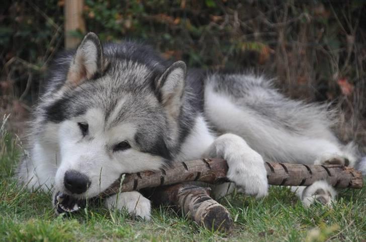 Alaskan malamute Cisco (R.I.P.) billede 11