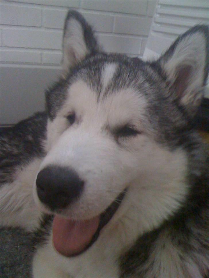 Alaskan malamute Cisco (R.I.P.) billede 12