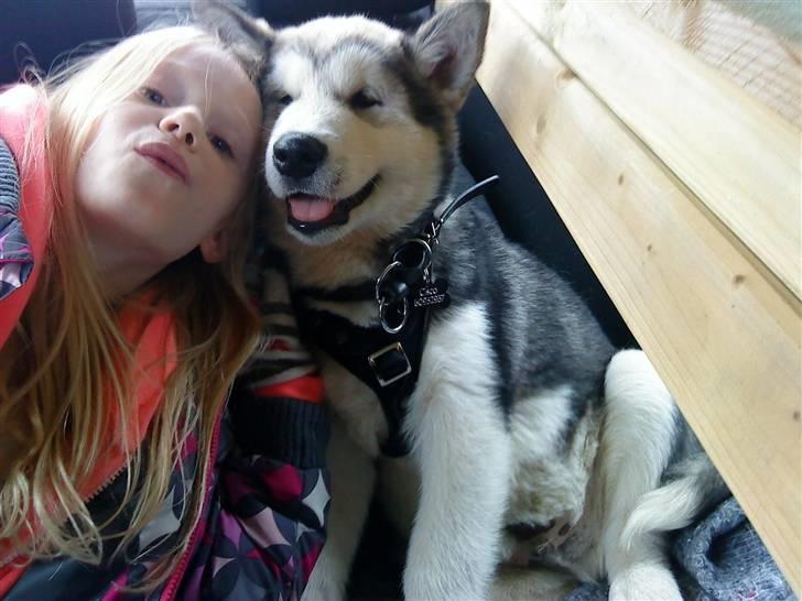 Alaskan malamute Cisco (R.I.P.) - Mig og min "søster" billede 13