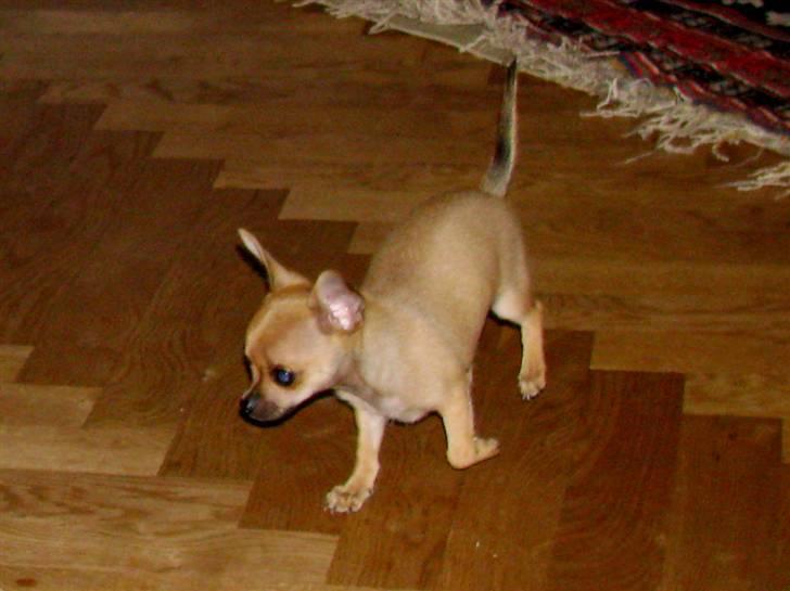 Chihuahua Eddie billede 12