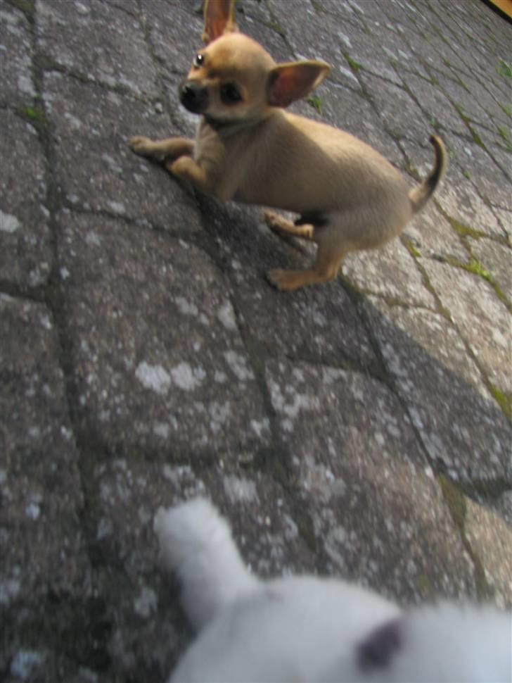 Chihuahua Eddie billede 13