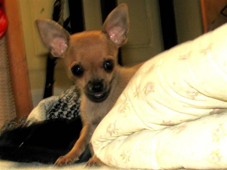 Chihuahua Eddie billede 14