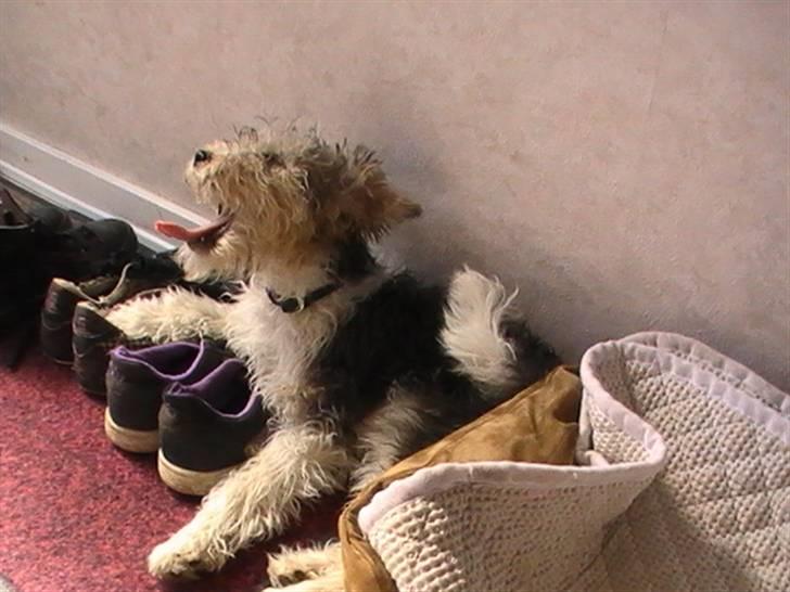 Ruhåret foxterrier Vega - My soulmate <3 - gaaaaab billede 5