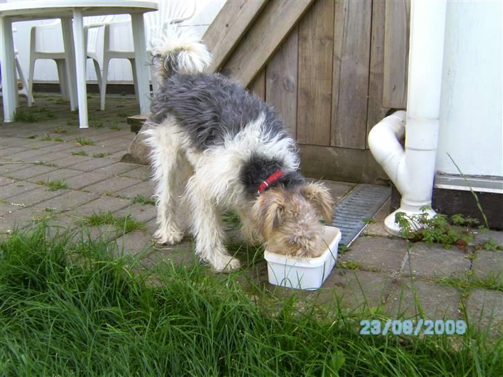 Ruhåret foxterrier Vega - My soulmate <3 - Når hun drikker, dypper hun hele trynen ned i vandskålen. Hehe :D og efter drypper halvdelen af vandet ud igen. billede 6