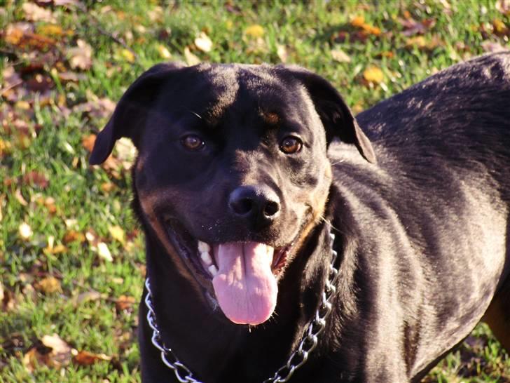 Rottweiler molly - nu 2 år gammel billede 15