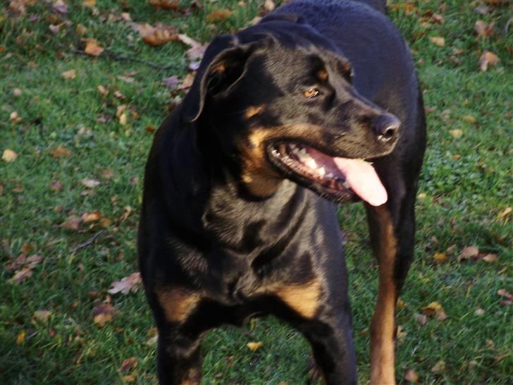 Rottweiler molly - 2 år  billede 16