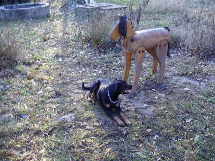 Rottweiler molly billede 17