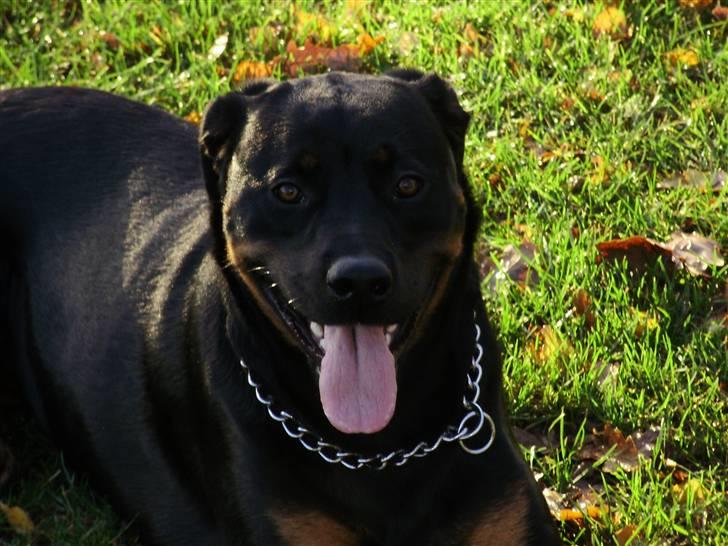 Rottweiler molly - 2 år billede 18