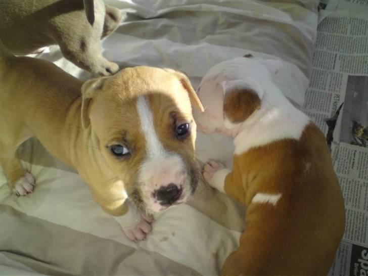 Amerikansk staffordshire terrier Laica billede 1