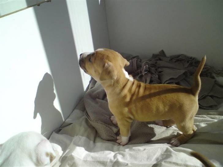 Amerikansk staffordshire terrier Laica billede 2