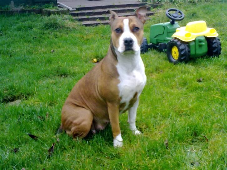 Blanding af racer Money (Amstaff/Ambull) billede 11