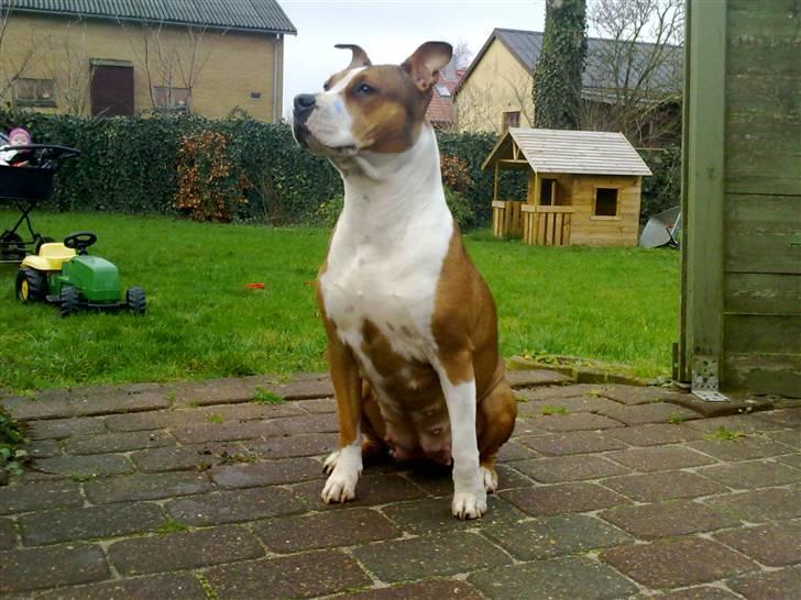 Blanding af racer Money (Amstaff/Ambull) billede 12