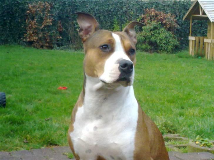 Blanding af racer Money (Amstaff/Ambull) billede 13