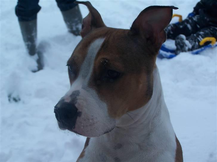 Blanding af racer Money (Amstaff/Ambull) - spejder ind af vinduet.. billede 14