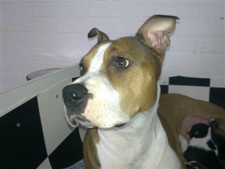 Blanding af racer Money (Amstaff/Ambull) billede 15