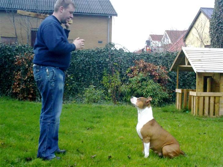 Blanding af racer Money (Amstaff/Ambull) - Jeg lytter... jeg lytter... smid nu den pind... :-) billede 16