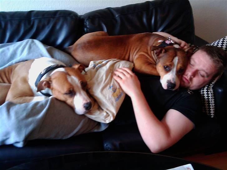 Blanding af racer Money (Amstaff/Ambull) - Dejligt at ligge ovenpå farmand.. billede 17