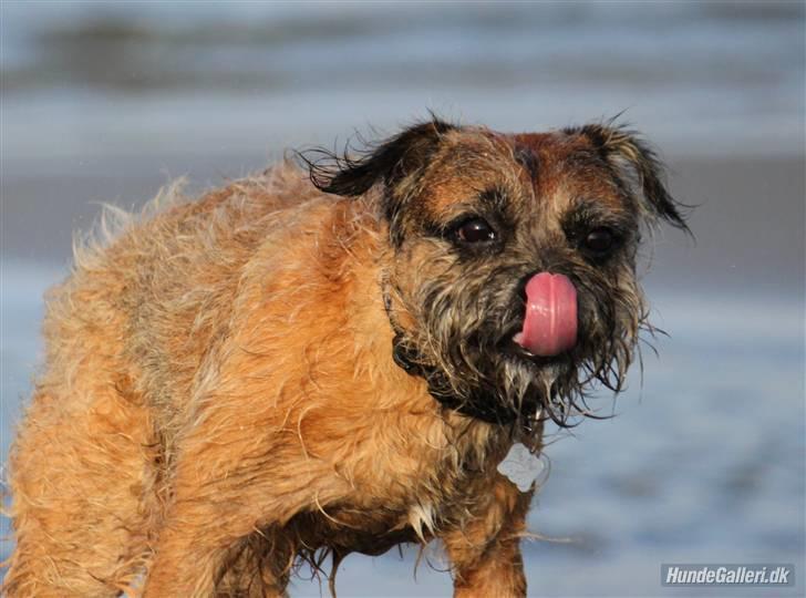 Border terrier Pele - Foto: CNN amatørfotograf billede 12
