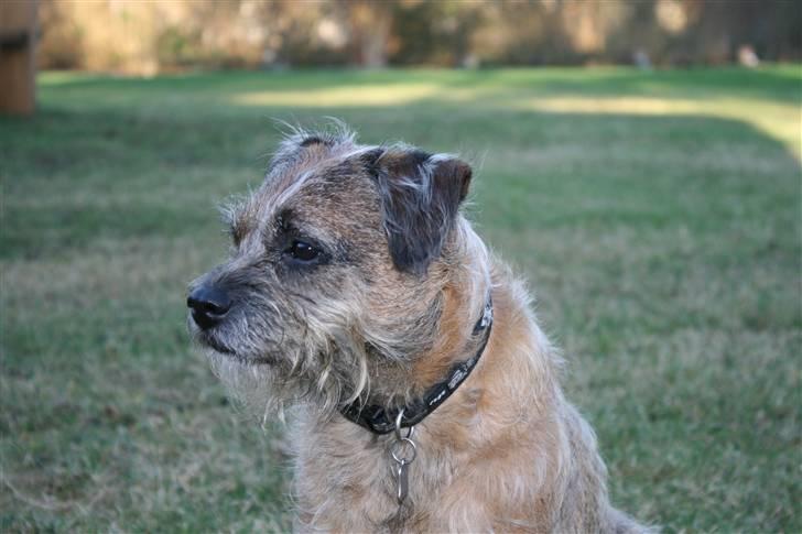 Border terrier Pele billede 13