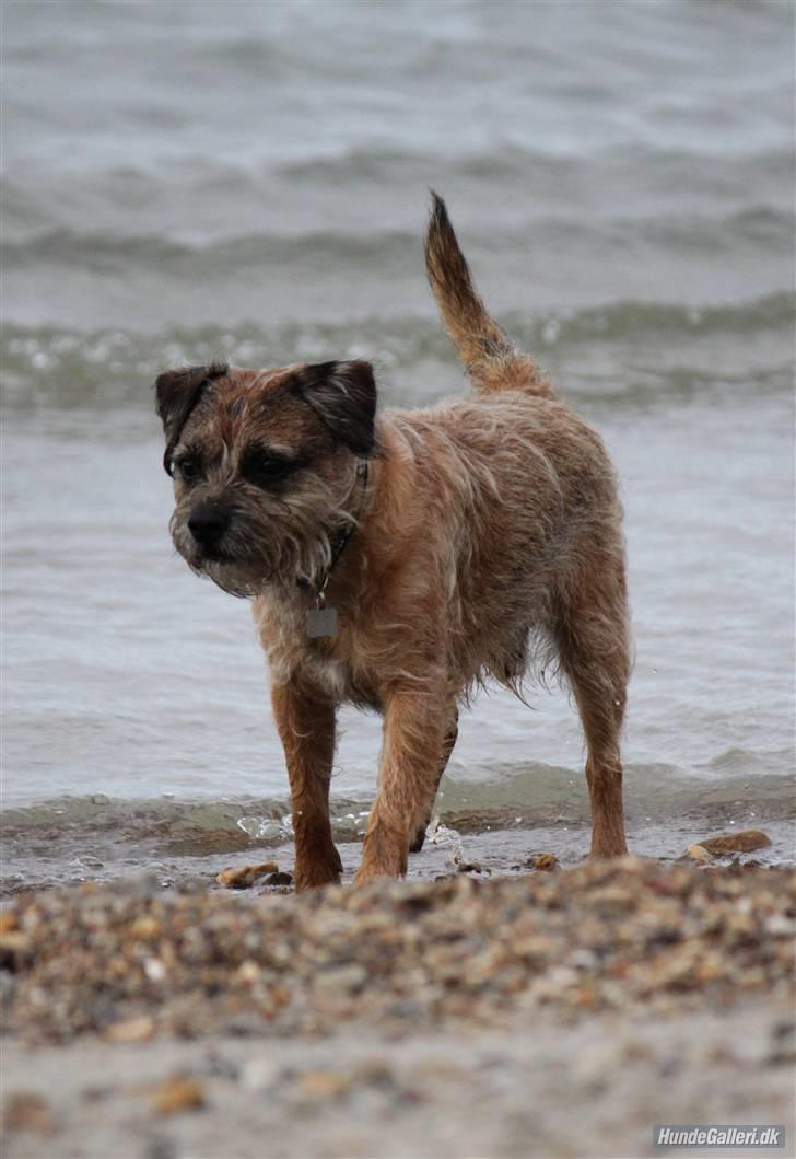 Border terrier Pele - Foto: CNN amatørfotograf billede 14