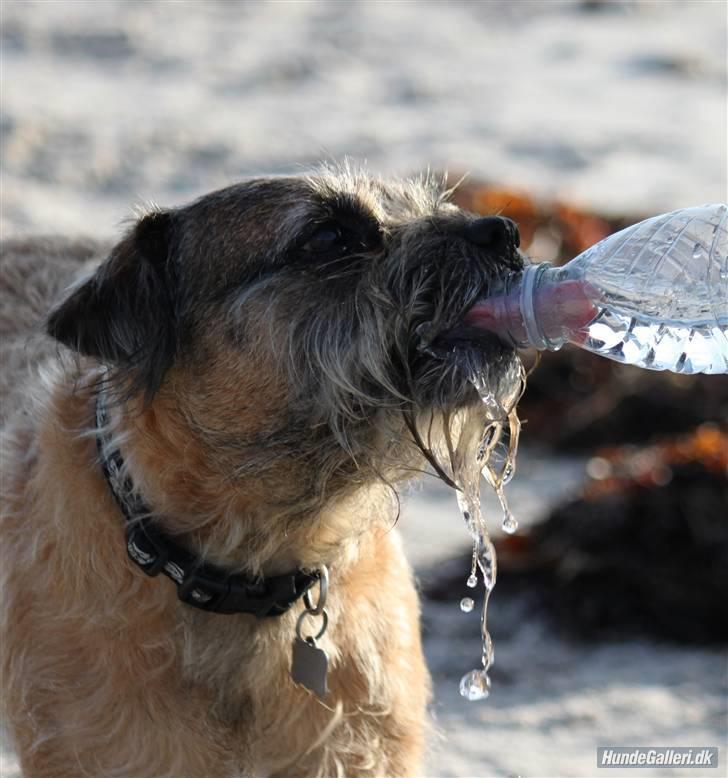 Border terrier Pele - Foto: CNN amatørfotograf billede 15