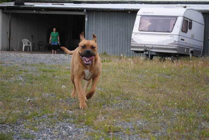 Blanding af racer KARLO - ;-) billede 11