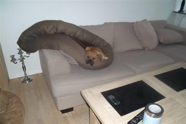 Blanding af racer KARLO - mor støvsuger, men jeg vil ligge i min kurv billede 12