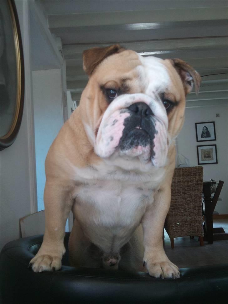 Engelsk bulldog Gizmo - Jeg er Kongen tror jeg selv... billede 1