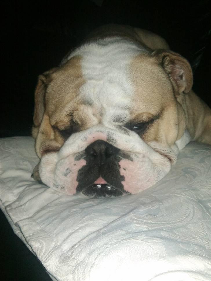 Engelsk bulldog Gizmo - Tager mig lige en lur inden de kommer hjem billede 2