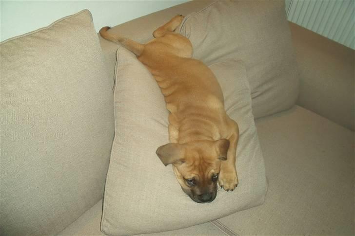 Blanding af racer KARLO - 1-2-3-4 mange deller billede 13