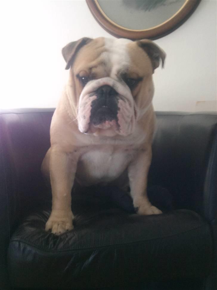 Engelsk bulldog Gizmo - Min stol og min stol alene hahahaha... billede 3