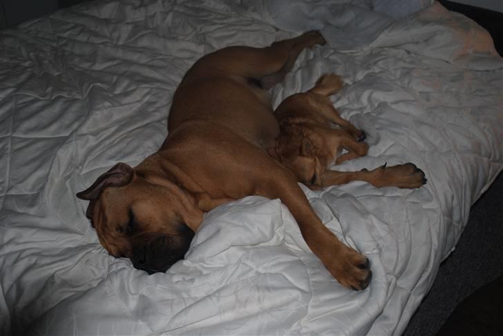 Blanding af racer KARLO - hygge billede 14