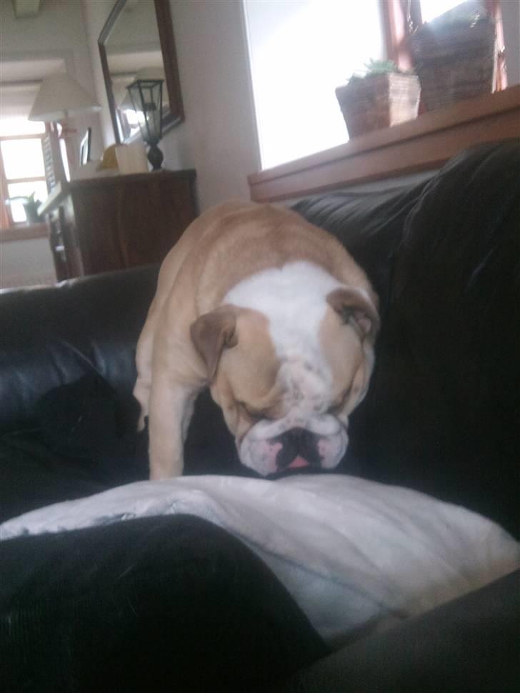 Engelsk bulldog Gizmo - For træt til at lægge mig men sover alligevel! billede 4