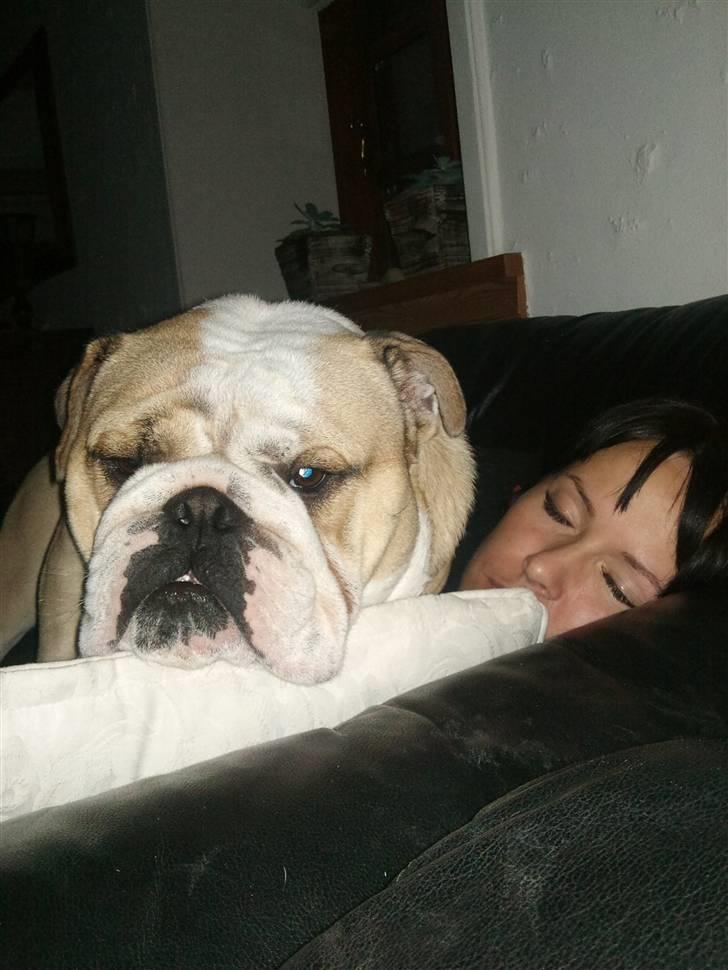 Engelsk bulldog Gizmo - fiser lige mor i hovdet yes det var en siver! billede 5