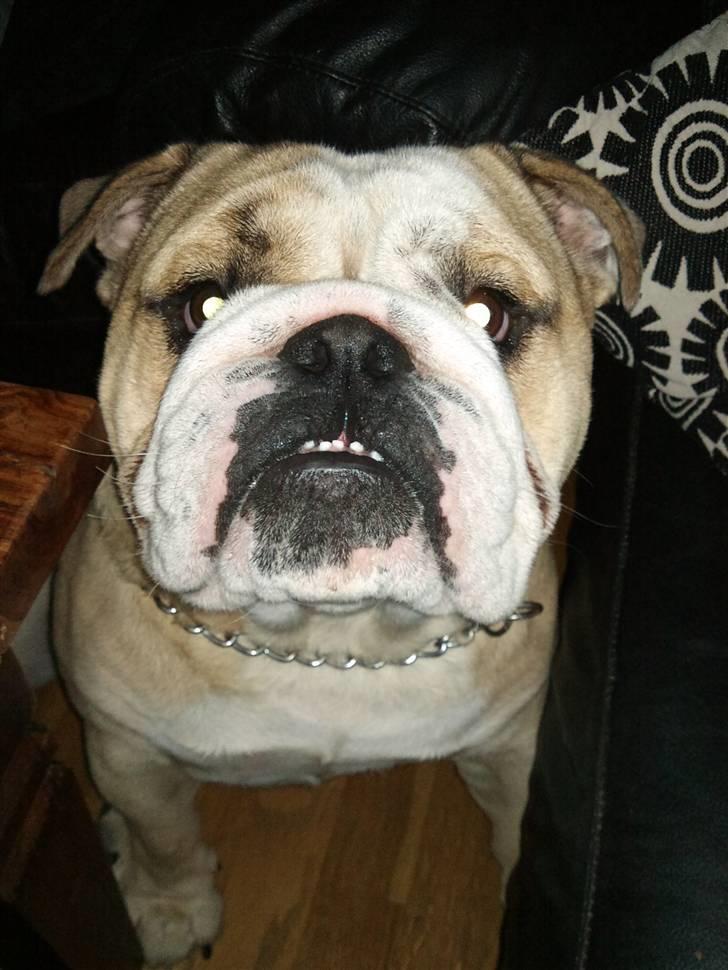 Engelsk bulldog Gizmo - Gi mig så den godbid din abe! billede 6