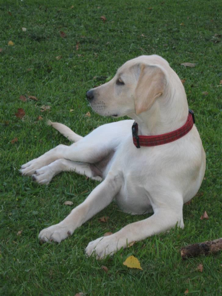 Labrador retriever Buller billede 1