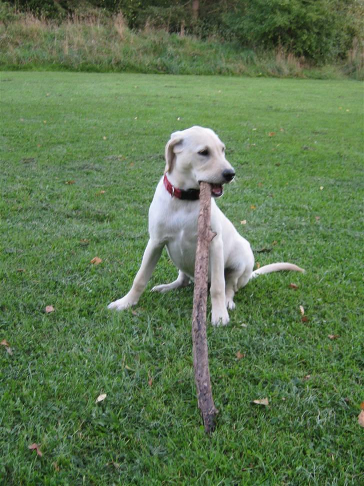 Labrador retriever Buller billede 2