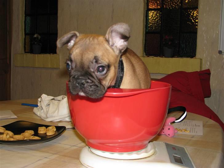 Fransk bulldog Tarzan -r.i.p. 2011 - På vægten første dag -da jeg blev hentet a min nye mor :0) billede 5