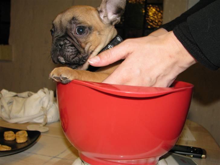 Fransk bulldog Tarzan -r.i.p. 2011 billede 6