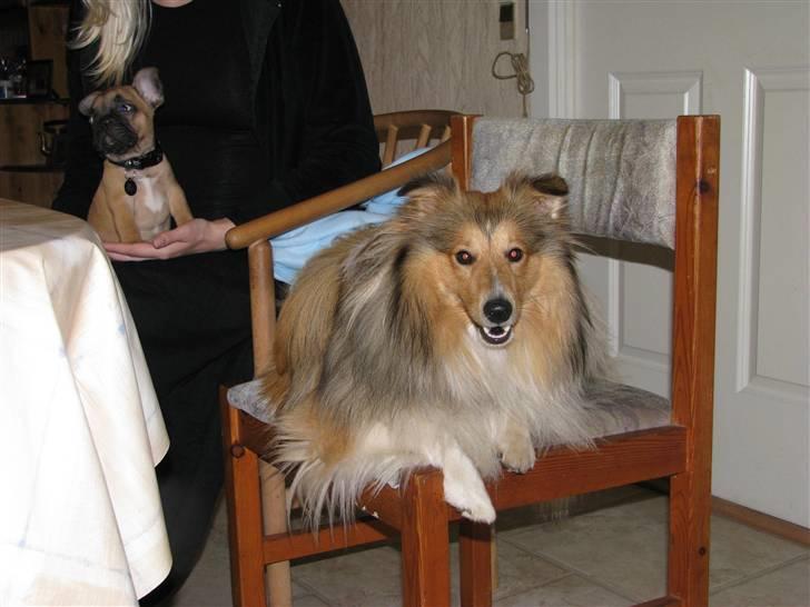 Fransk bulldog Tarzan -r.i.p. 2011 billede 7