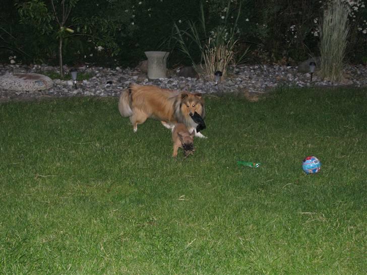 Fransk bulldog Tarzan -r.i.p. 2011 billede 8